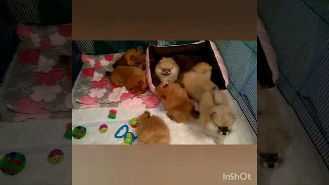 Померанский шпиц 🐾 мальчики и девочки 🐾