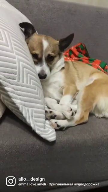 сабака прикол собака dog Спящая красавица