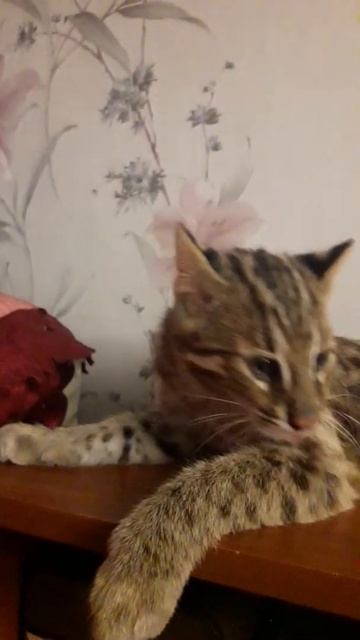 Лесной кот крупным планом #shorts смотреть онлайн