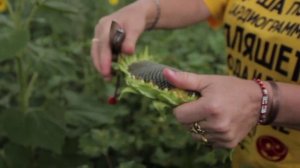 Семечки подсолнуха_ польза и вред