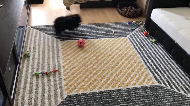 Весёлый шпиц Моня/Funny puppy смотреть онлайн