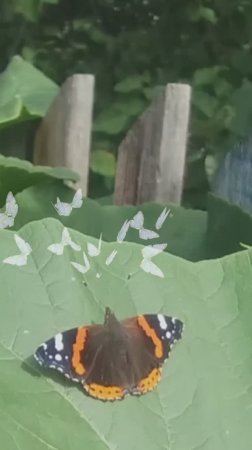 Эту бабочку называют Адмирал! 🦋 #бабочка #настроение #природа #дача