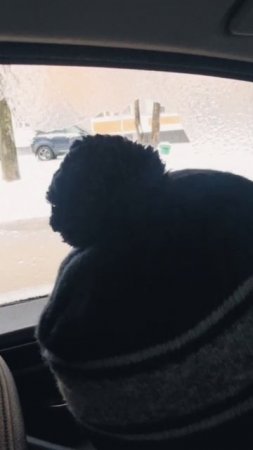 Лев разбил рукой стекло автомобиля и смеётся, что за прикол?