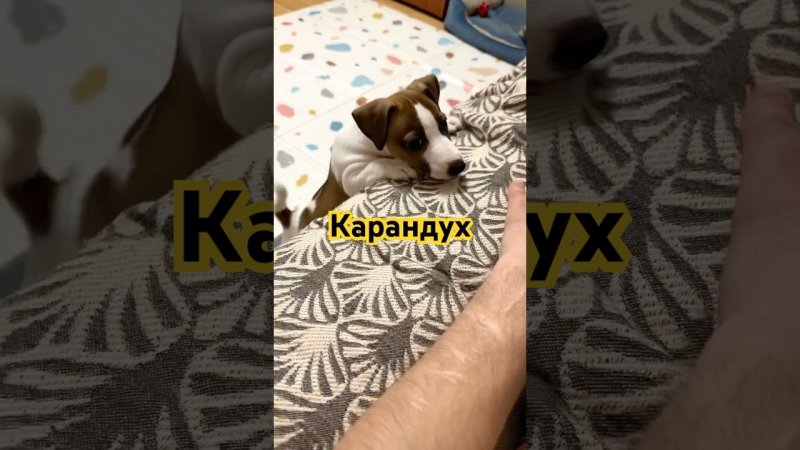 Карандух \ попытка прорыва на диван
