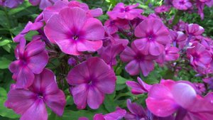 Флокс И.С. БАХ | обзор, описание, цветение, отзыв.