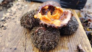 Море шторм | Много морских находок | Сахалин 2025 год