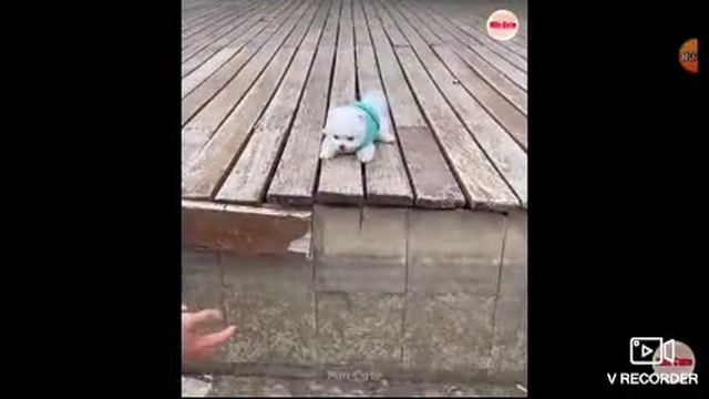 забавный и мылый шпиц