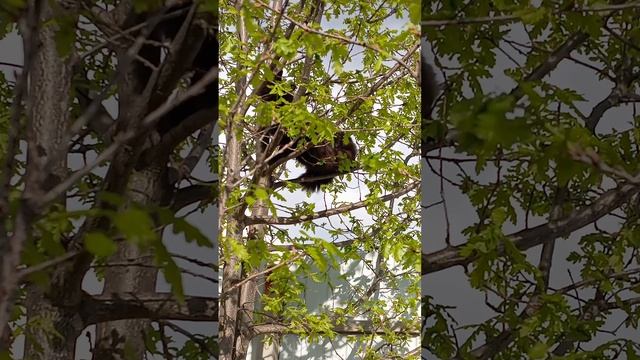 Кошка не белка.
