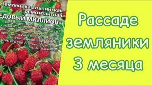 Земляника из семян. Уход за рассадой на данном этапе роста