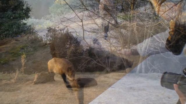 Веселая семейка. Funny family from the forest. 有趣的家庭 смотреть онлайн