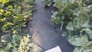 Клубника Кабрилло супер сорт обзор цена на рынке