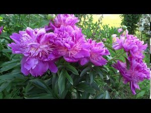 Пион СЕБАСТЬЯН МААСС  Paeonia SEBASTIAAN MAAS: обзор, описание, цветение, отзыв