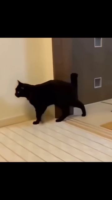 Котики (21) смотреть онлайн