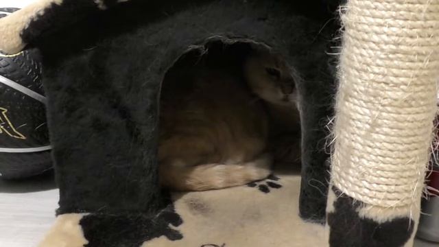 Как Зайка с Мишкой делят территорию смотреть онлайн