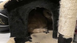 Как Зайка с Мишкой делят территорию