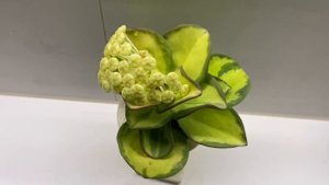 Как же она прекрасна! Хойя пахиклада вариегатная(Hoya pachyclada variegata)