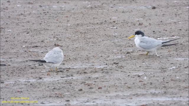 Yellow-billed Tern  Sternula superciliaris UY by Antonio Silveira.