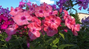 Флокс АНЯ ГАГАНОВА (АНКА) | обзор, описание, цветение, отзыв.