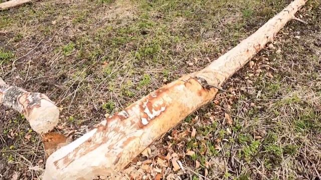 Углич май 2022 бобры смотреть онлайн