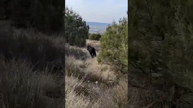 Гора Гасфорт. Роман- Кош Хорс Винер Сан 1год. 16 марта 24г. Севастополь