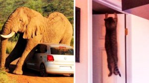 Они знают о неудачах всё! (#42)