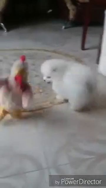 Фильм шутка) в главной роли М.Х. Гарри Маршал , массовка шпицы пит-ка Мажестик Хобби. смотреть онлайн