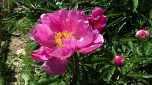 Пион Лоис Арлин / Peony Lois Arlene - Сад на Волхове