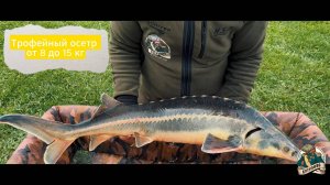 Трофейный осетр от 8 до 15 кг в КУТУЗОВО