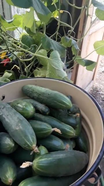 Собака любит есть огурцы смотреть онлайн