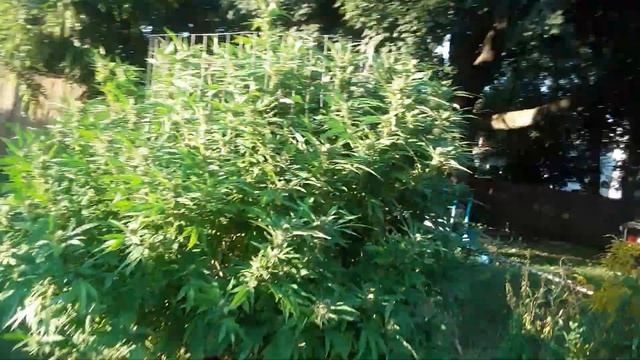 Outdoor grow 2022 - location #1 update - wedding cake !!