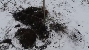 Укрытие винограда🍇.Дождливая зима🌬❄⛈