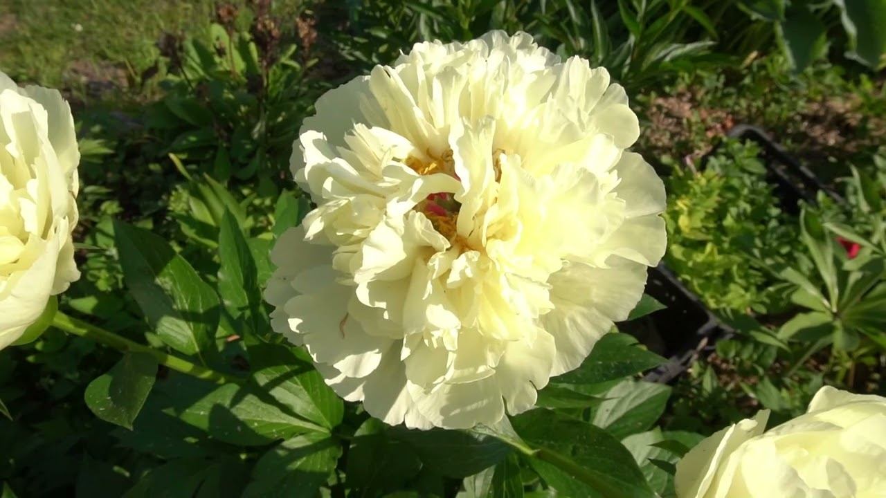 Vanilla Schnapp's - William Seidl-Nate Bremer,2013 ( раньше был Bill's Best Yellow или 79H18-2) смотреть онлайн