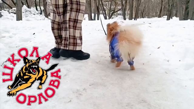 Можно ли воспитать щенка померанского шпица? Вся правда от хозяйки в описании 👇 Ответ в видео смотреть онлайн