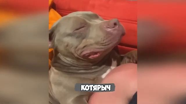 ПРИКОЛЫ_С_ЖИВОТНЫМИ_😹___СМЕШНЫЕ_КОТЫ_и_СОБАКИ___СМЕШНЫЕ_ЖИВОТНЫЕ34