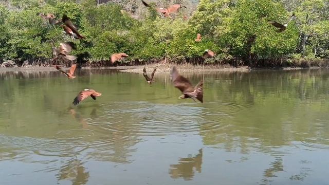 Забанили скоты... ИЗМЕНИЛ Друзья не увидят. ГОА, Палолем. Орланы. 1 марта 2024 г. смотреть онлайн