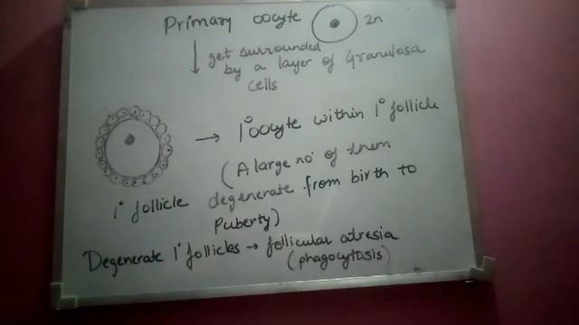 OOGENESIS - female reproductive system| Human reproduction |class -12th | NEET