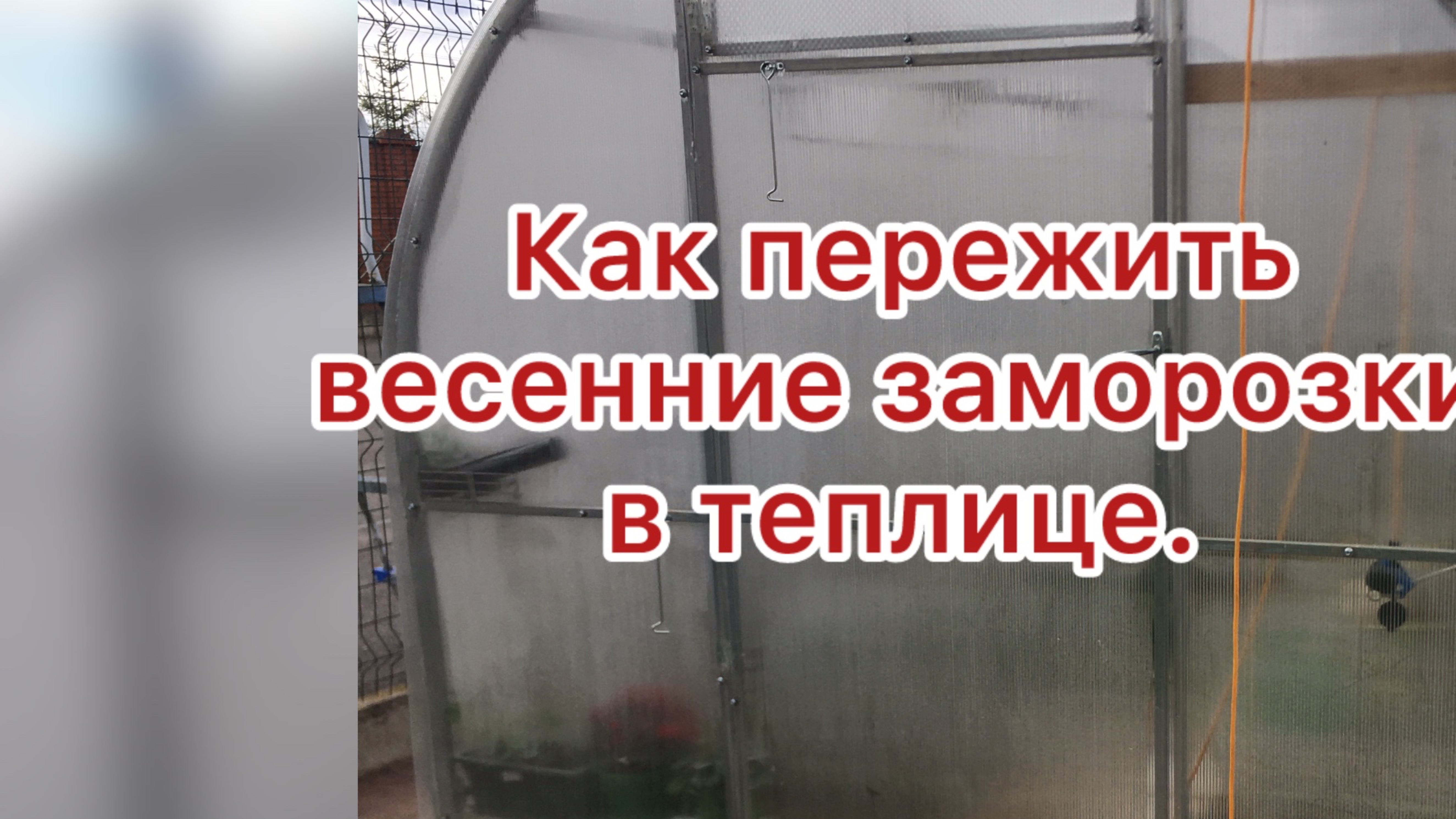 Как уберечь рассаду в теплице весной и в случае засухи летом
