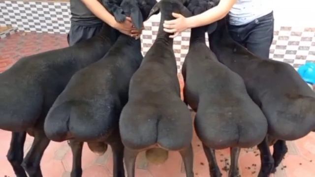 12  айлык кошкарлар ☎️ 90 222 02 76 смотреть онлайн