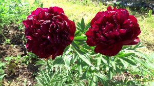 Пион Червонный Оксамит / Peony Chervonnyj Oksamit - Сад на Волхове