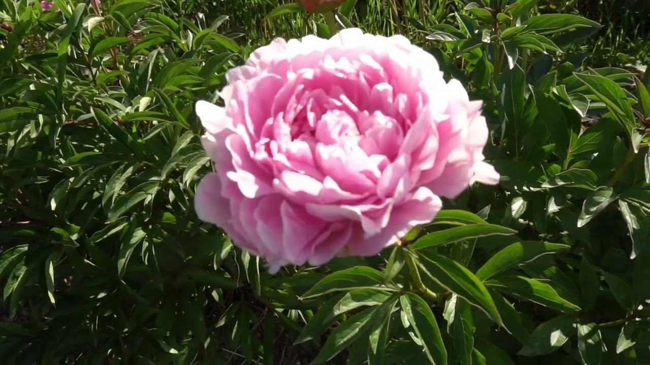 Украинская мелодия (Ukrainskaya melodiya) - 1995 г Скакодуб А. А. смотреть онлайн