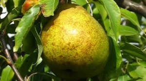 Груша Выжница