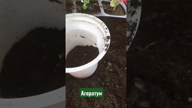 Агератум/Перевалка смотреть онлайн