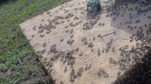 Пчела вошла в роевое состояние, делим быстро чтоб не упустить рой медовик