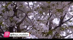 TONGI ZIKRLAR. ALBATTA TINGLANG! КУН БЎЙИ АЛЛОҲ ПАНОҲИДА БЎЛИНГ! ТОНГИ ЗИКРЛАР!