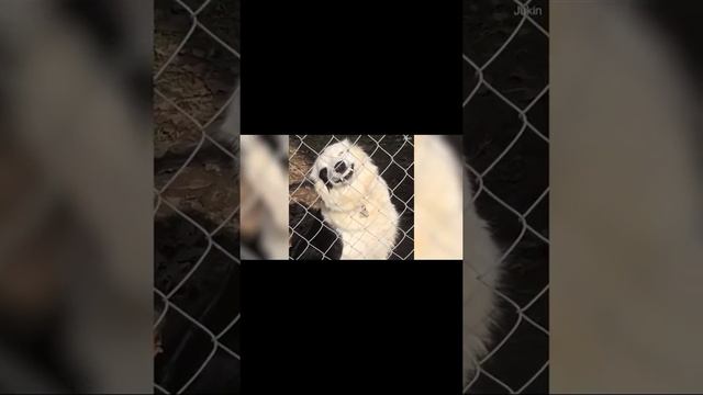 Приколы без звука смотреть онлайн