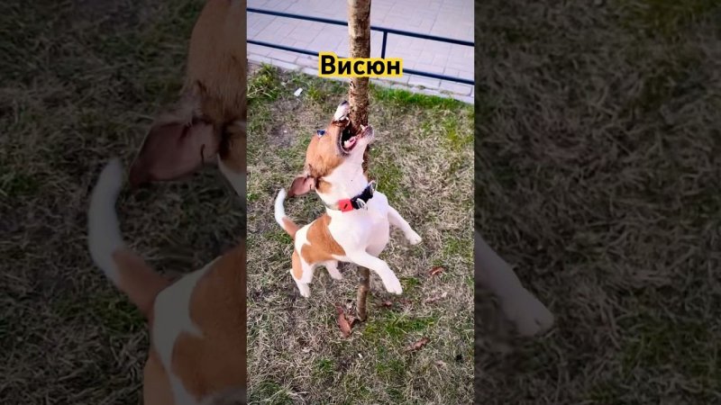 Висюн