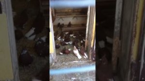 голуби в енакиево, летные, николаевские