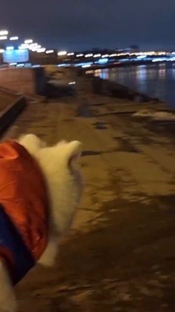 На прогулке СПБ  японскийшпиц dog шпиц puppy собака doglover мойпес funny