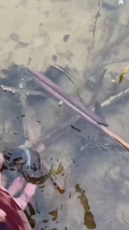 Поймал окуня руками😀🎣#рыбалка #fishing #красотыприроды #nature #утро #весна #рыба