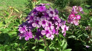 Флокс МИСТЕР ИКС - обзор, описание, цветение, отзыв